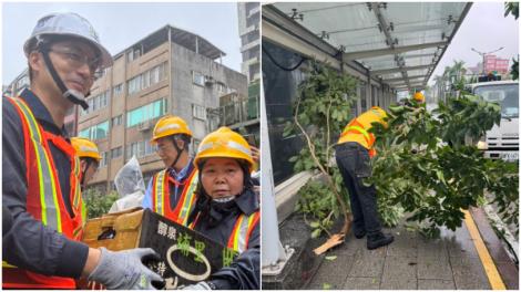 清潔隊長邀蔣萬安清路樹「被青鳥出征」自責　本人親自回應了