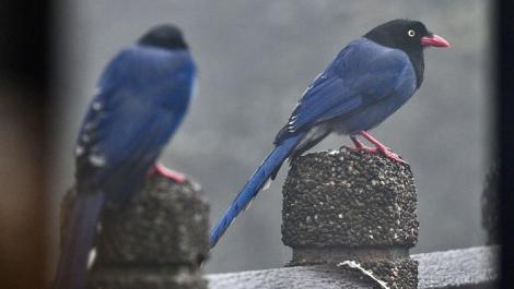 臺灣藍鵲育雛期來臨　新北動保處呼籲：撐傘、繞道、尊重牠