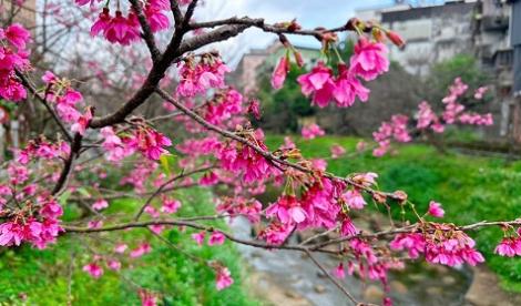 不用出國就能賞櫻　新北櫻花將開
