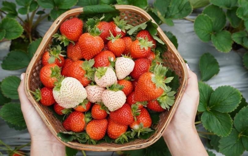 2024內湖草莓季開跑　一起前往莓好樂園抽大獎！