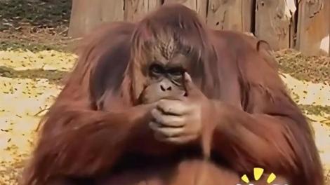 猩猩被投餵後「抱拳致謝」　網：再進化就該上班了