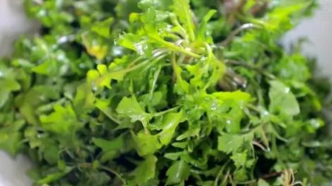 春天就要「多吃野菜」　她連吃7天…吃到吐血送醫