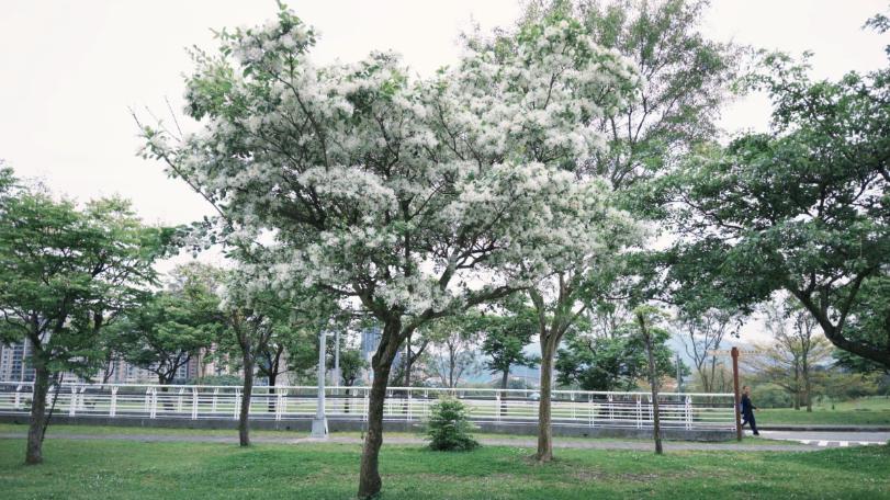 四月雪降臨新店陽光運動公園　流蘇花盛開迎春意