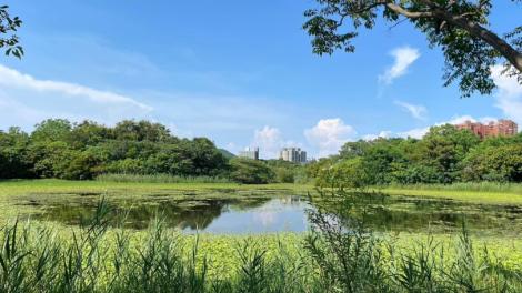 探索國家級「城市綠洲」　高雄洲仔濕地！台灣特有種