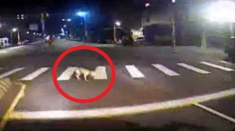 公車夜路輾斃小狗後肇逃！　司機涉違反動保法最嚴重恐入獄