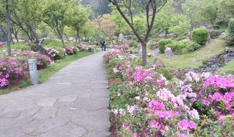 陽明山3月賞花特報　櫻花、杜鵑、水仙處處開