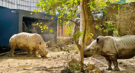 壽山動物園「友善動物區」動物內舍大升級　空橋擴張網超讚