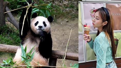 少女時代徐玄為熊貓福寶發聲：希望牠能幸福快樂