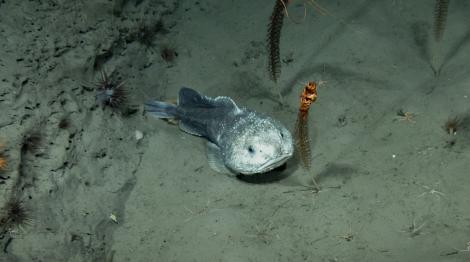 世界上最醜的生物終翻身！ 水滴魚獲選紐西蘭年度魚