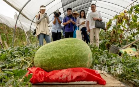 39公斤超大西瓜！瓜農寫最大西瓜紀錄
