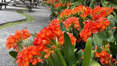 台北花卉中心「亮眼四月天」球根花卉繽紛亮相