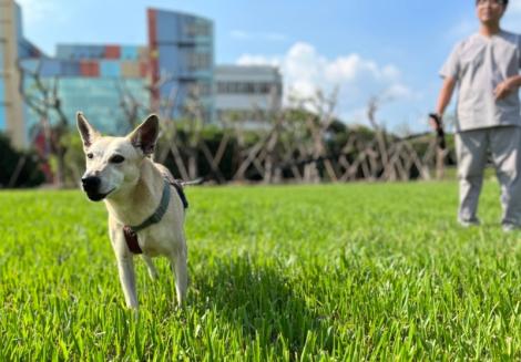 臺北市動物之家用心給毛孩行為訓練　歡迎您來互動認養