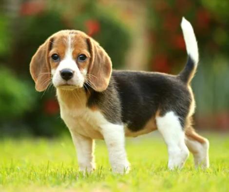 史努比躺著也中槍！ 德國新草案禁繁殖「骨骼異常」狗狗