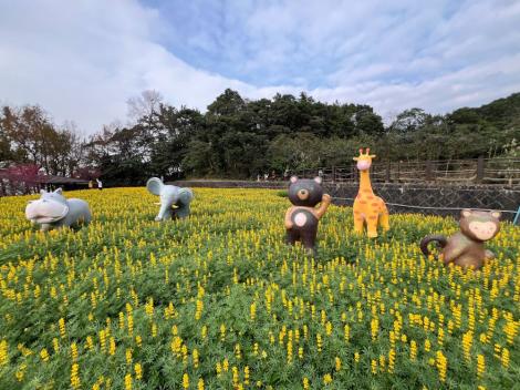 樟樹步道魯冰花海開幕活動　熱鬧迎新春