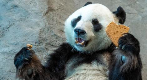 負債累累！芬蘭動物園稱「養不起熊貓」：想還給中國