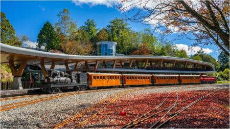 阿里山季節限定「蒸機賞楓列車」　11月18日開放訂票