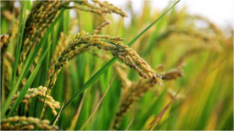 4/20節氣「穀雨」到　三星座財運旺翻！天蠍座第三名