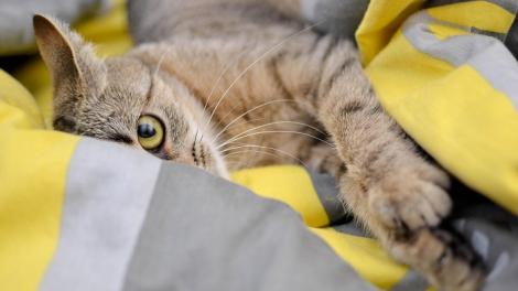 救路邊死貓被大叔上課：妳這樣不對！　女騎士無奈「還要被道德綁架？」