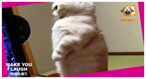 寵物TV《萌寵笑翻天》全新合輯　趣味片段溫暖登場