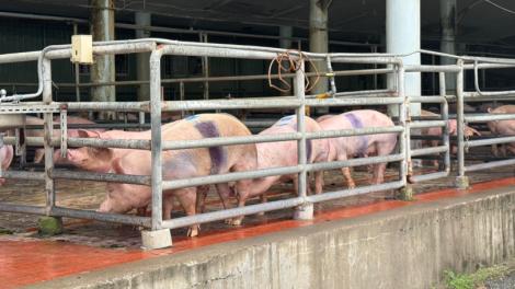 臺東縣啟動非洲豬瘟防疫應變措施　落實禁運禁宰5天並加強全縣防疫作為