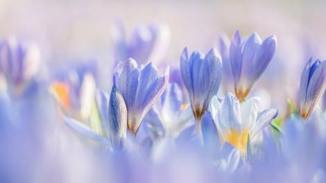 明天春分到！命理師：4生肖翻盤洗牌　輸贏已經在改寫