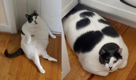 胖貓花一年甩油成功 「貓生」首次跳上窗台主人嘆：奇蹟！