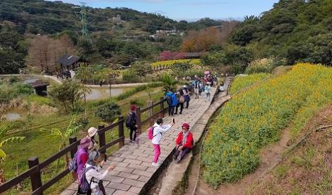 樟樹步道魯冰花海謝幕倒數　快來一睹金春好風光