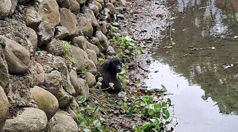2個月大幼犬誤墜深溝驚魂記　動保員垂降出任務！