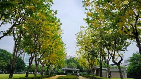 中市街頭夏日花季綻放！  阿勃勒與大花紫薇共譜浪漫詩篇