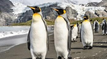 全球暖化令皇帝企鵝陷生存危機 換毛期成致命危機