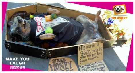 貓狗大戰、刺蝟吵架、鴨子裝昏！《萌寵笑翻天》笑點滿滿！