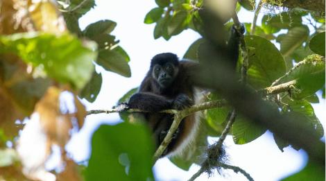 真的熱死了! 墨西哥高溫釀樹上掉死猴駭人畫面