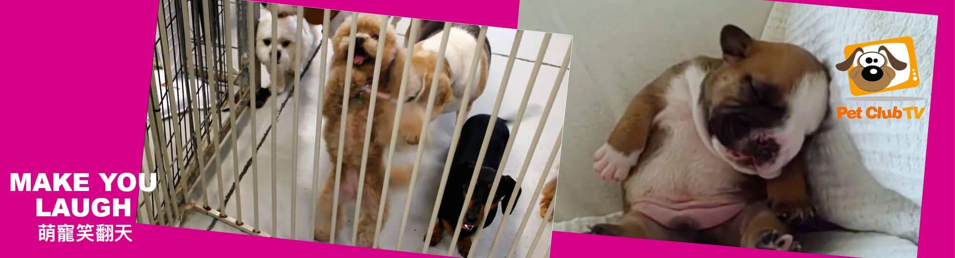 寵物TV 2025年7月推薦節目