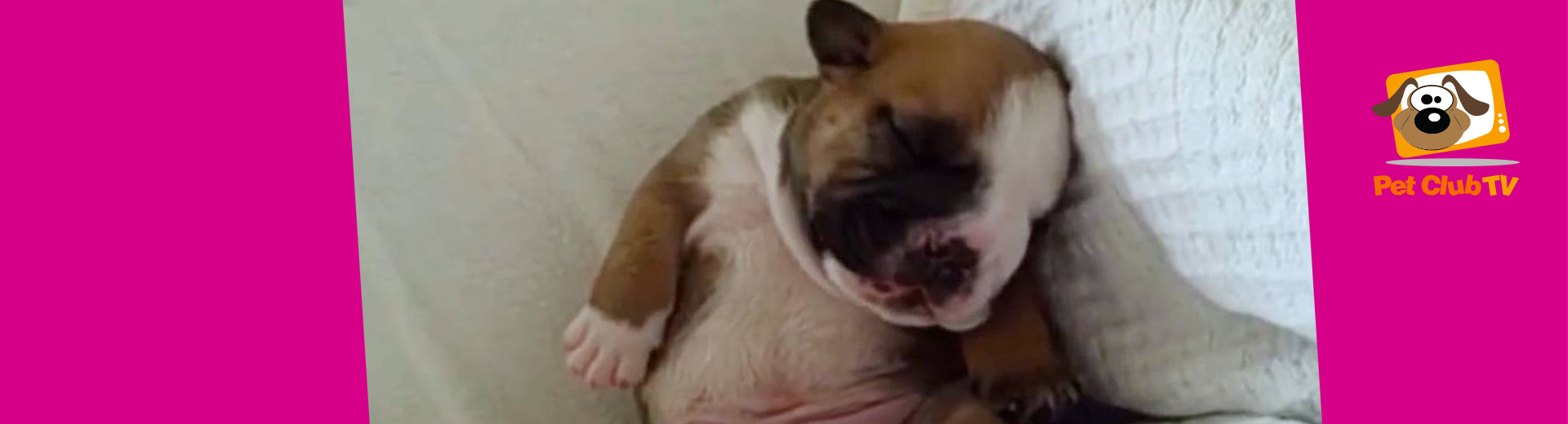 Pet Club TV