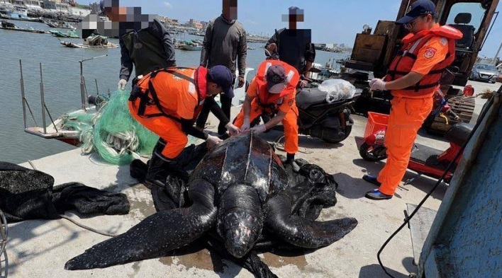 東石海域捕獲「200kg巨獸」　真實身分曝光了！