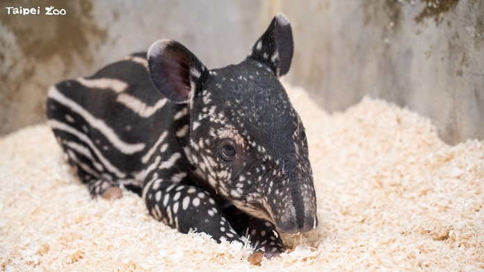 動物園傳好消息！　「牠倆愛的結晶」呱呱墜地