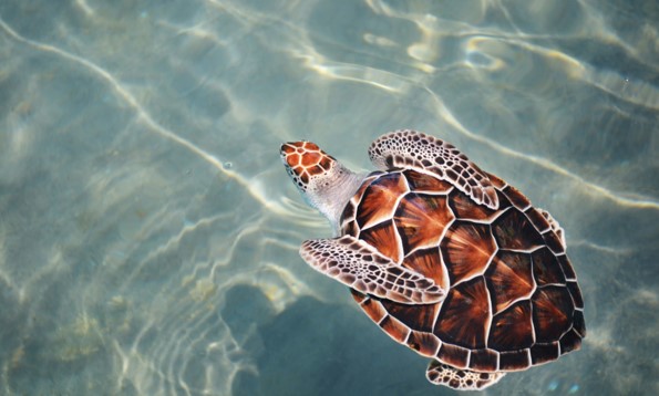 異常天氣又惹禍！ 逾500隻小海龜擱淺在南非開普敦