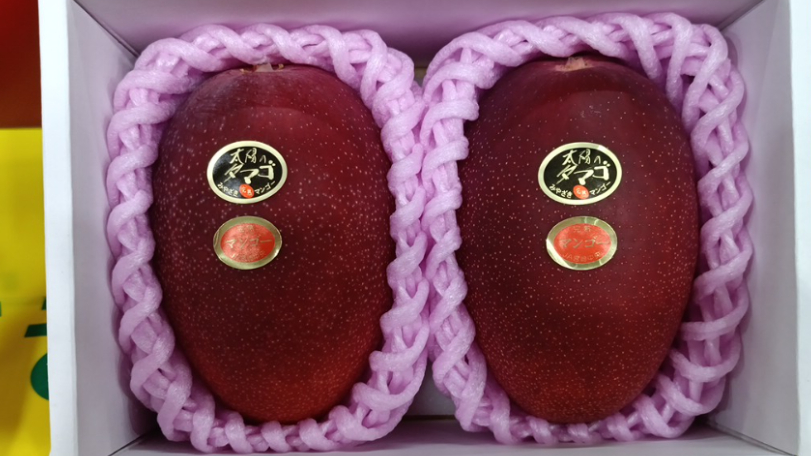 日本最貴芒果！2顆就要台幣11萬　「太陽之子」曝光