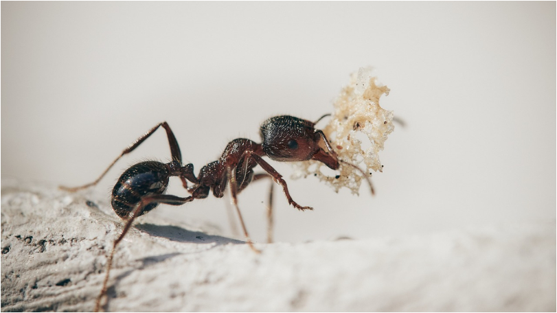 他DIY自己解決　驚見：螞蟻在吃我的子孫！